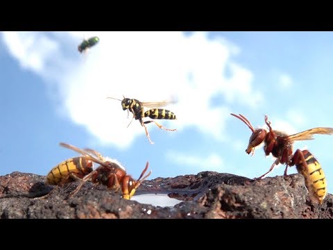 YouTube video about: Kiom rapide flugas?