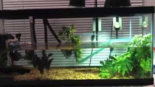 African Sideneck Turtle Care