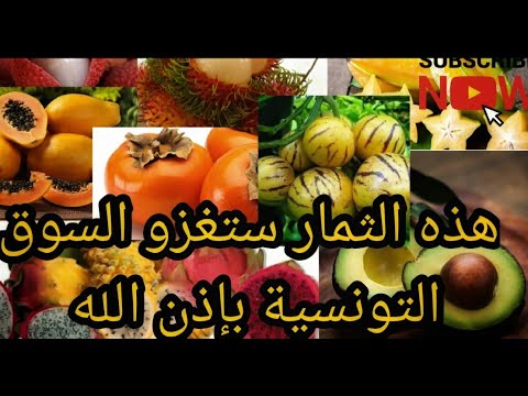 , title : 'Fruit exotique tunisie*هل ستنجح هذه الفواكه في تونس'