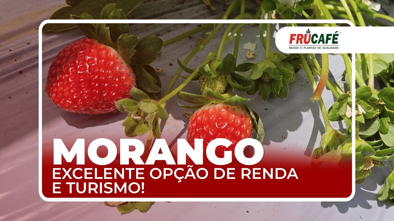 02 Strawberry Oswaldino São Rafael