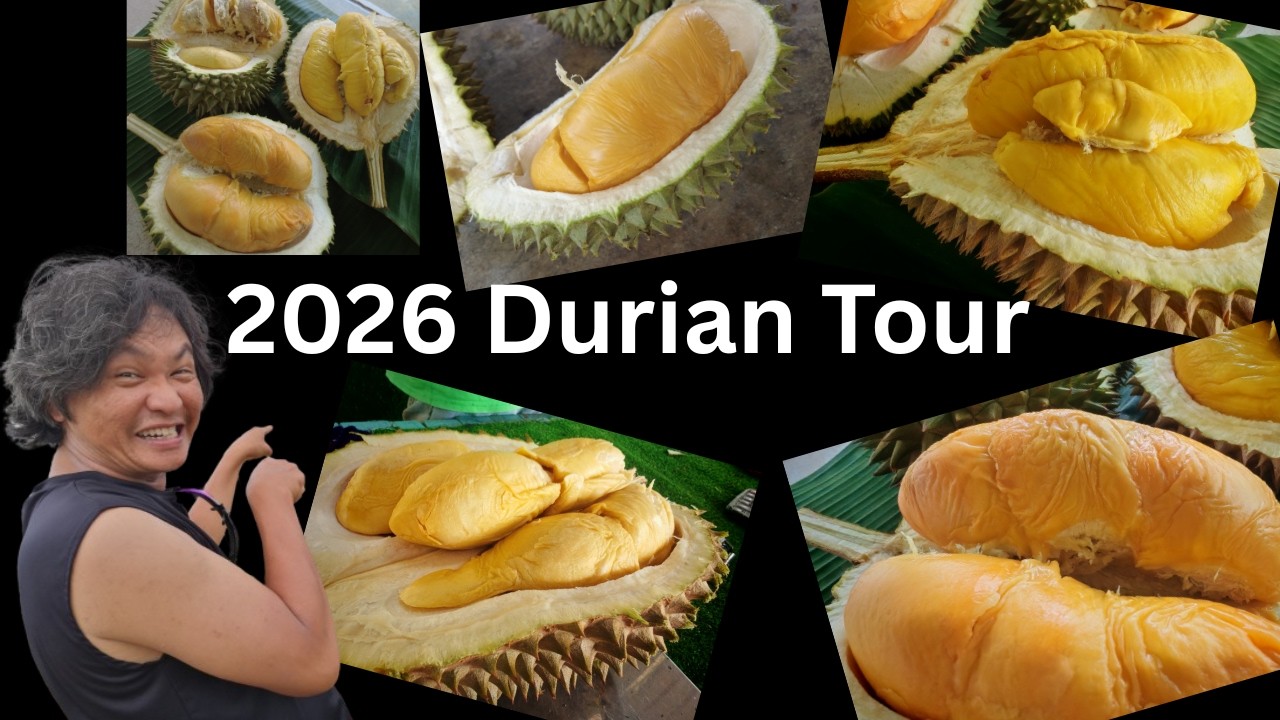 Malaysia Penang 2026 Durian Tour