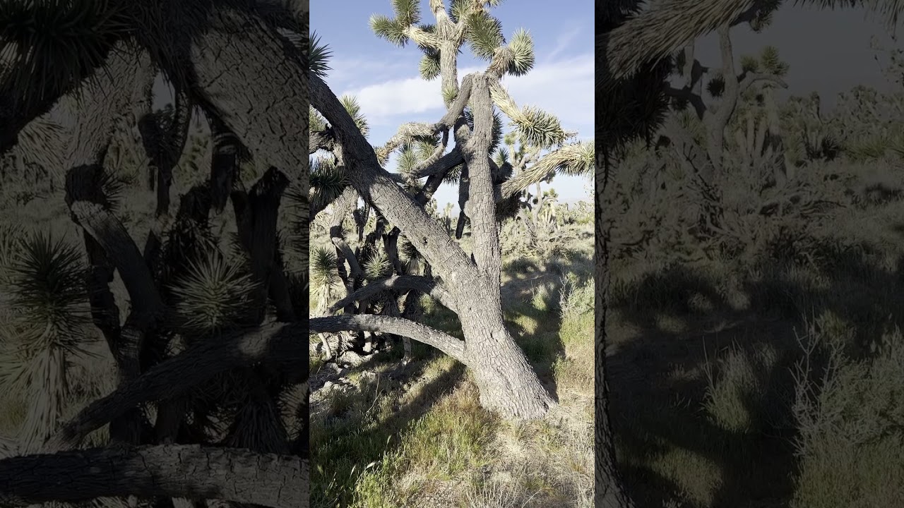 An Ordinary Day in the Mojave Desert