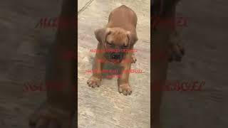 where to get your affordable dogs/#puppies for sale in Nigeria  +2349155825779