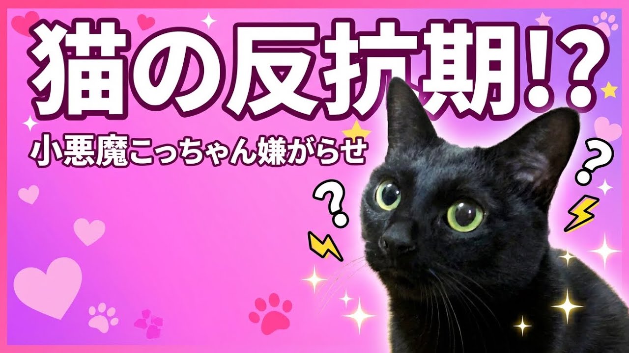 小悪魔すぎる反抗期⁉️拗ねた猫のパパへの嫌がらせが可愛いすぎた‼️【しゃべる猫】
