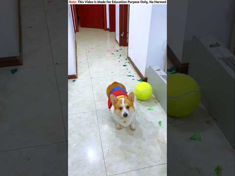 Puppy Wins Chocolate 🍫 || Carriage House wooden artist || #cartoon​ #shortvideo