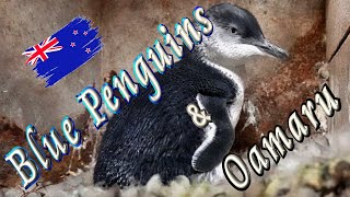 🐧 Trip to see Blue Penguin - World's smallest penguin (NZ)🌊