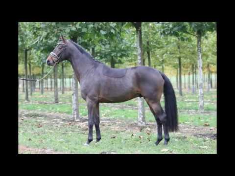 Nymphenburgs Scofield