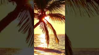 Download lagu ROMANTIC REGGAE Instrumental Music Cafe #shorts #fyp mp3 Download lagu ROMANTIC REGGAE Instrumental Music Cafe #shorts #fyp mp3