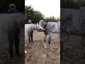 Best Wild Horses Mare Compilation of some Wild Horse Fights Video 145