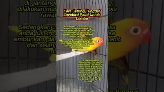 Download lagu setting lovebird paud #lovebird mp3