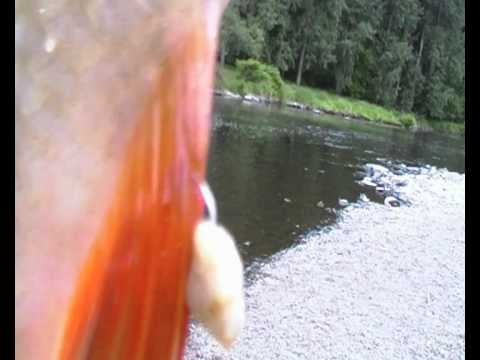 ribolov skobalja-mrene 14