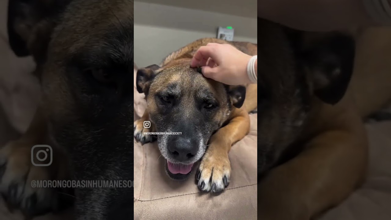 WILMA, a ADOPTABLE Shepherd in Joshua Tree, CA video 5/5