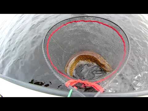 AHVENTA | KUHAA & ENNÄTYS JIGIHAUKI + BONUS KALA (leppävesi)