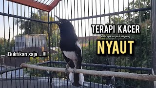 Download lagu kacer gacor NGEPLONG tarung ini paling ampuh buat PANCINGAN KACER agar EMOSI NYAUT mp3 Download lagu kacer gacor NGEPLONG tarung ini paling ampuh buat PANCINGAN KACER agar EMOSI NYAUT mp3