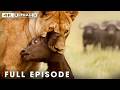 Nature S Most Dangerous Predators FULL EPISODE Wildlife Documentary