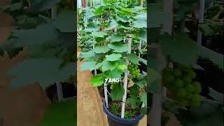 Download lagu Teknik pintar menanam tanaman anggur di dalam pot supaya bisa berbuah #shorts #shortvideo mp3