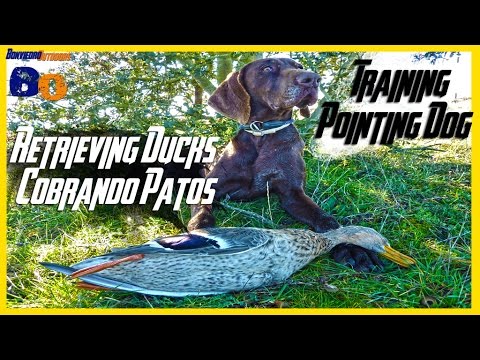 PERRO DE CAZA en ACCION (Cobrando Pato) | HUNTING DOG in ACTION (Retrieving Duck) | 2016 | HD