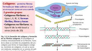 Tejido conjuntivo (Parte 1) - Biología Celular y Tisular