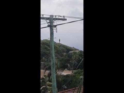 Giant in The Whitsundays Queensland Australia