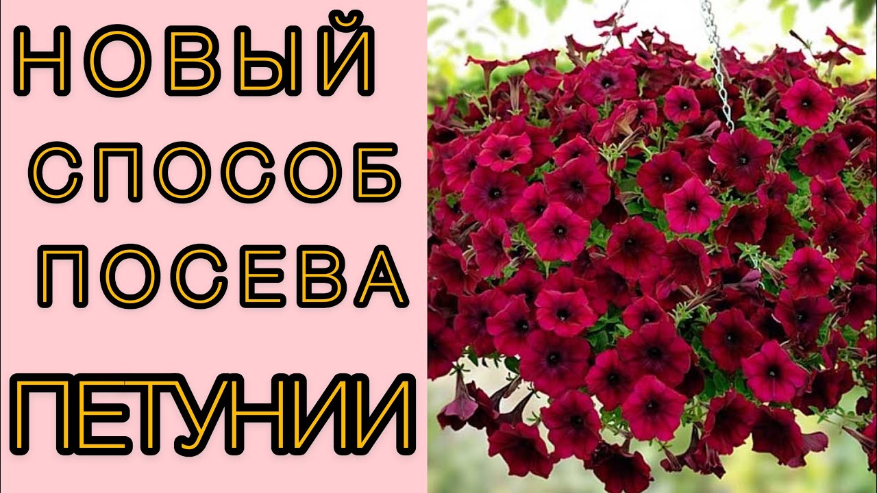Петуния зацветет на 30 дней раньше! Сделайте такой грунт!