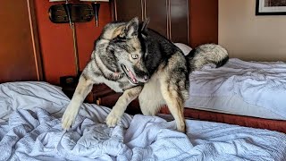 This Husky Goes Bonkers On Hotel Bed!