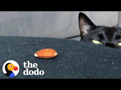 Hilarious - This Strange Cat Is Obsessed With Almonds