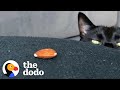 Very 'Scary' Cat Is Obsessed With A Tiny Almond | The Dodo Cat Crazy