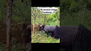 Download lagu Ada yang tau ini jenis domba apa #ternakkambing #goat #domba #animals #hewanpeliharaan #farming mp3
