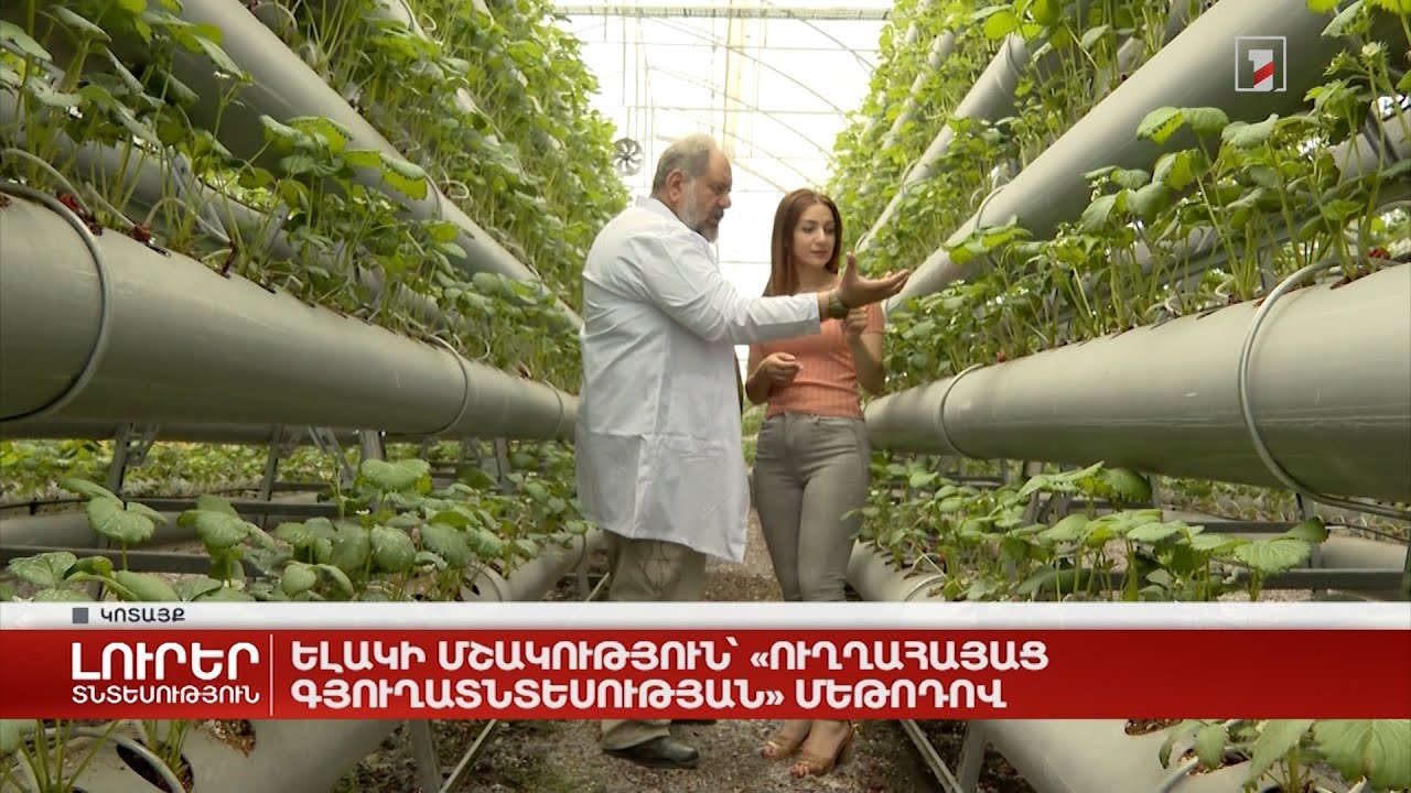 Ելակի մշակություն՝ «ուղղահայաց գյուղատնտեսության» մեթոդով