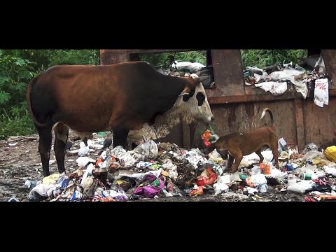 Mister Colfer / Manmeet Kaur / TSF - C.I.T.O.P.I.R.