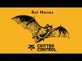 Bat Noises | What Sounds Do Bats Make? | Critter Control