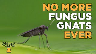How to sterilize potting soil mix to avoid fungus gnats - Seed Starting Fundamentals