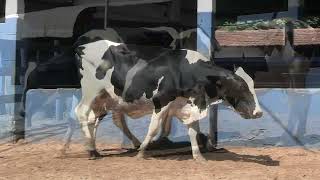 Vídeo 213 - 1ª ETAPA MEGA LIQUIDAÇÃO TOTAL AGROPECUÁRIA MARAJOARA - DIA 4 | GADO GIROLANDO E HOLANDÊS