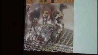 Pheasant.com: Keith Bramwell, PhD - MacFarlane Pheasants