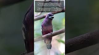 Download lagu Suara burung sempur hujan #birds #burung #masteranburung #fypシ゚viral #fyp #viral mp3 Download lagu Suara burung sempur hujan #birds #burung #masteranburung #fypシ゚viral #fyp #viral mp3