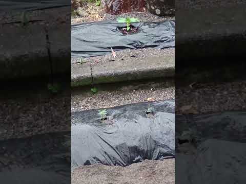 トマトと組み合わせる野菜は何ですか？そしてハーブの最高の仲間は？  庭園