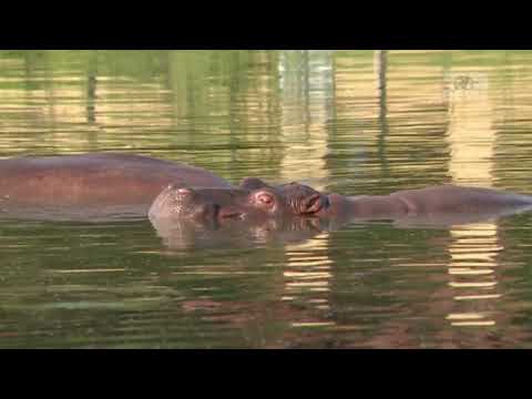 Top News - Hipopotamët e Escobarit bëjnë shumë seks / ’Po ndotin lumenjtë, të dëbohen nga Kolumbia’