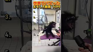 【俺の厳選】世界でバズった動画集🐾Part21