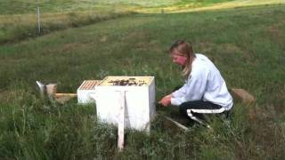 Inspecting the Honey Bees