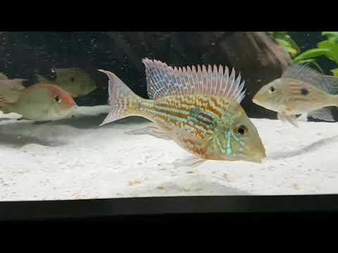 Slow/very slow motion - Geophagus sveni rio Parana