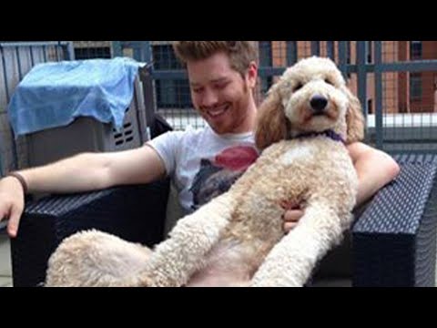 Quand votre chien est votre meilleur ami