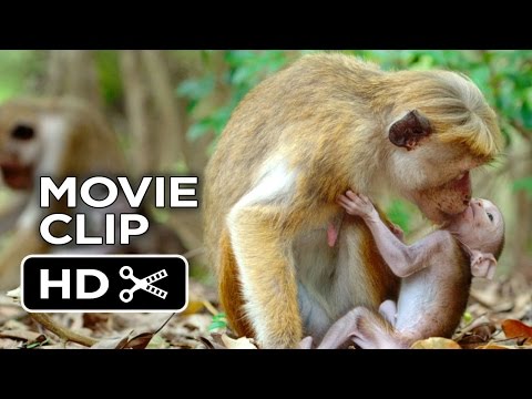 Monkey Kingdom (Clip 'Kip')