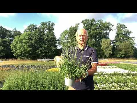 Verbena bonariensis week 26