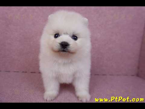 10/11松鼠白博美母幼犬