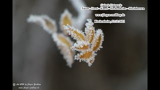 Natur - Frost - Kunst - Hackenheim - Rheinhessen