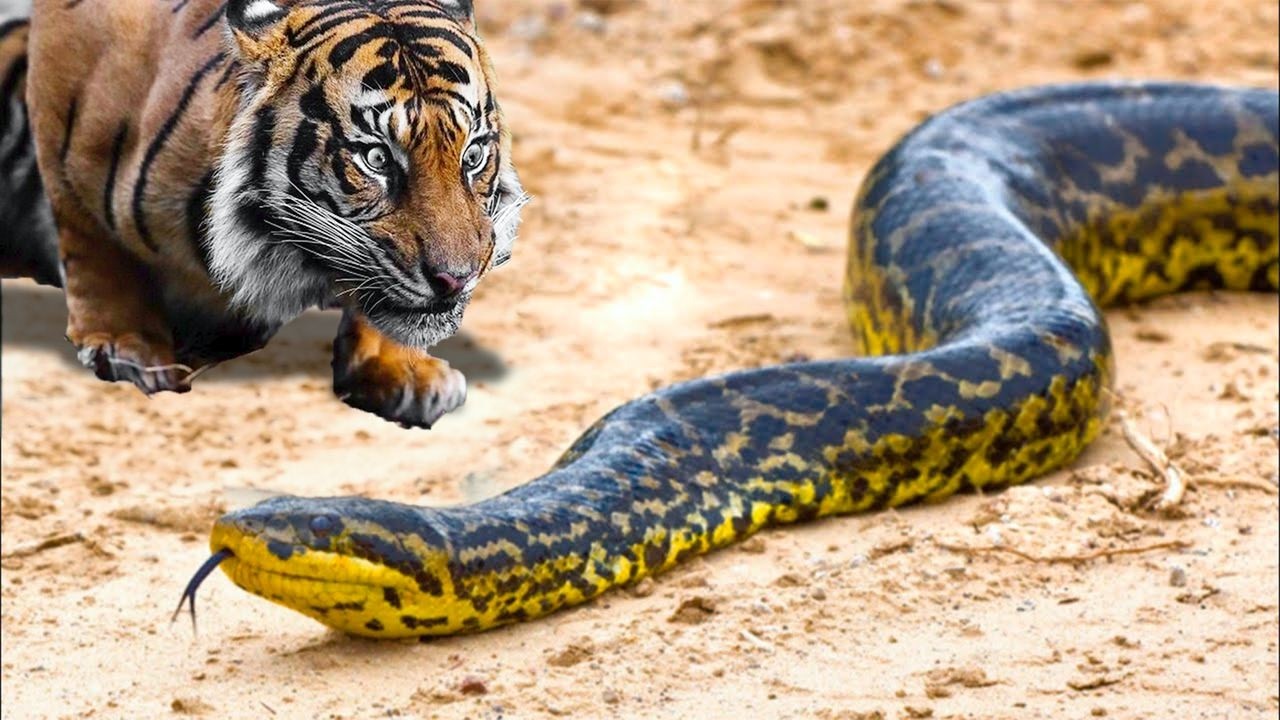 Такую Змею Боятся Даже Тигры!