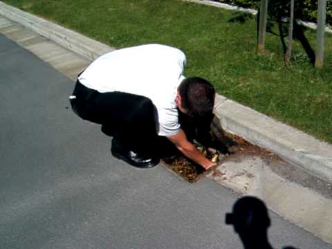 New Zealand Missionaries Helping Baby Ducklings out of a storm drain.