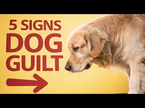 5 Uncommon Signs Your Dog Feels Guilty – Decode Their Heart Today