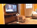Bulldog Reaction to Annabelle Comes Home-Official Trailer