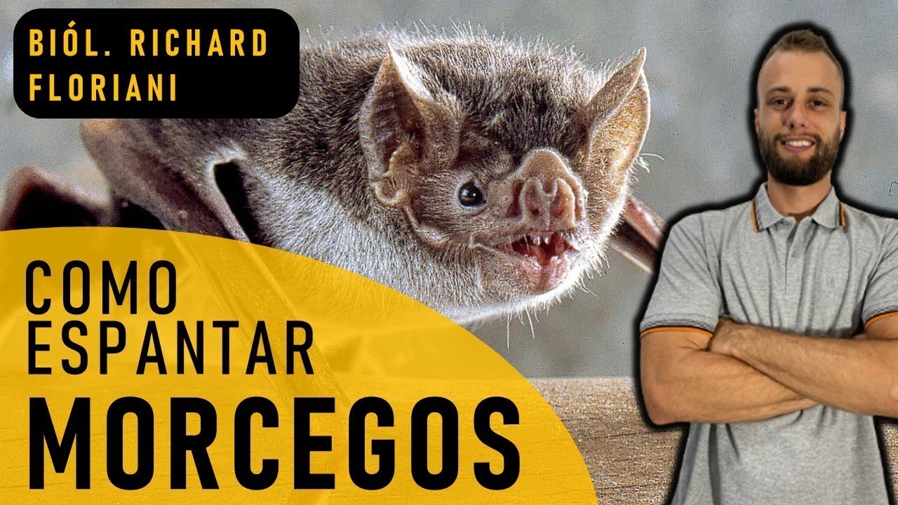 Como Espantar Morcegos: Review Dos Métodos Mais Usados Para Espantar Morcegos - Veja O Que Funciona!